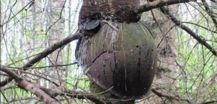 War Swallowed By Trees | Sodanaikaisia esineitä jotka ovat jääneet puiden kasvamisen tielle