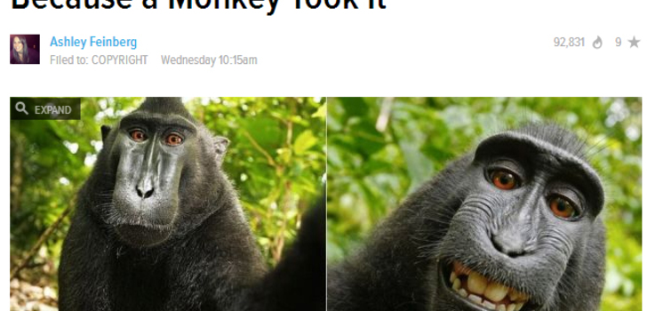 Apinaselfie ja copyright. | Brittiläinen valokuvaaja David Slater kävi räpsimässä kuvia Indonesiassa. Muutaman hänen kuvistaan otti kuitenkin apina itse itsestään... ja tämän takia Wikimedian mielestä David ei omista kuviin copyrightiä, koska ei ole itse kuvaa ottanut.