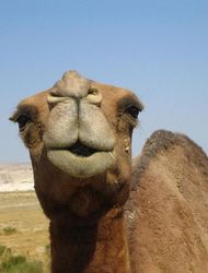 vilhu | hyva kameli olla tama