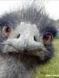 Murnio | Emo emu