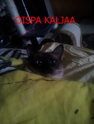 Semper_fi | Minun oma kissa :)