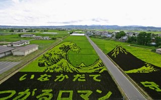 Japanese Farmers use Rice Fields to Express their Art | We have all heard about the crop circles and seen them on television, in movies, or maybe in real life, but in Japan you can see rice art on the fields.