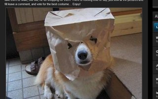 Omistajani on idiootti... | Kuvia omistajien pukemista koirista