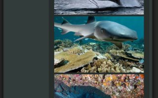 Astonishing Under Water Photos | Water takes more than 60% of entire planet. so it&#039;s logical that under that water surface is one completely new and mysterious world.