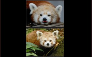 Punainen panda | mahtavia kuvia