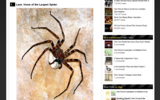 The Countries To Avoid If You Hate Spiders | I really hate spiders! If you hate them like I do, here are some countries you should avoid.