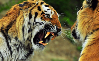 Animals Gone Wild | Animals tend to show their teeth especially when it comes to territory and lack of food sources.