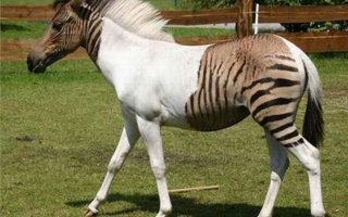 Weird Hybrid - Zebroid | What will happen if you crossbreed a zebra and a horse mare? That&#039;s right - a zebroid.