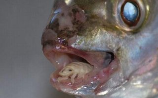 Cymothoa Exigua - Outo parasiitti | tekee kodin kalan kieleen
