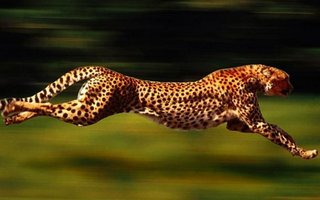 Maailman nopeimmat eläimet