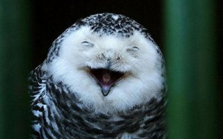 Cute Photos of Smiling Owls Cute Photos of Smiling Owls Cute Photos of Smiling Owls | Take a look, this is very sweet.
