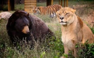 Great Animal Party | Eight years ago during a drugs raid police rescued three cubs – bear, lion and tiger. They used to live in a drug baron’s house.