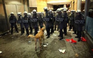 Loukanikos- The Riot Dog | I think that all of you know what is happening in Athens, Greece lately. But there is one very unusual protester. It’s a dog named Loukanikos (translates like &quot;sausage&quot;). 