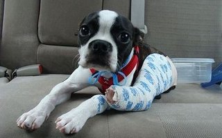 Animals With Casts | An orthopedic cast, or surgical cast, is a shell, frequently made from plaster, encasing a limb (or, in some cases, large portions of the body) to hold a broken bone (or bones) in place until healing is confirmed.