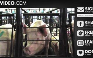 Meatvideo.com | Video, jota lihateollisuus ei halua sinun näkevän. Ei herkille!