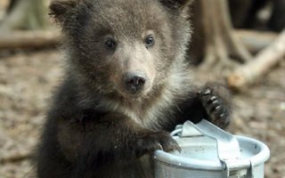 Cool Looking Baby Bears | It&#039;s amazing how such a scary and dangerous animal can be soooo cute when it&#039;s small. Here you will see couple of really cute baby bears. I only except from you is one big awwwwww :)