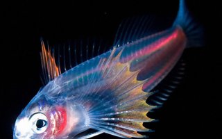LUMINOUS BEINGS FROM THE DEPTHS OF THE SEA | We introduce you to some pictures from a series of underwater photographs taken at the coast of Hawaii by photographer Joshua Lambusom. These tiny creatures whose size is only a few centimeters,were found at depths over two miles.