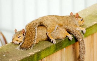 Crazy Like Squirrel | Funny photos of squirrel. 