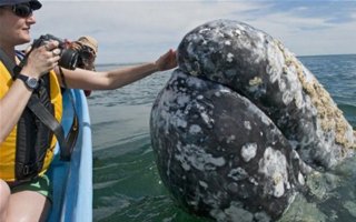 The most friendly whales in the world | What could be better than a huge pat resident of the seas and oceans? Just kiss him on the forehead! Such an opportunity is available to tourists in San Ignacio Lagoon in Mexico, where there are very friendly in the world of whales.