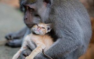 This is Love  | A monkey has been spotted cradling a ginger kitten in an Indonesian forest. 