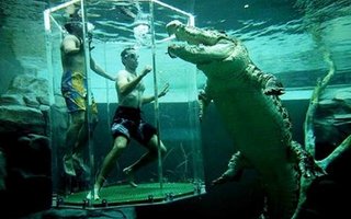 Dare You To Enter The Cage Of Death | There’s a theme park in the Australian city of Darwin where you can swim with huge crocodiles. The attraction is called ‘Cage of death’.
