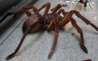 The biggest living spiders | For those who are only looking for information about the world’s biggest spider, the answer is that it is the bird eating Tarantula. 