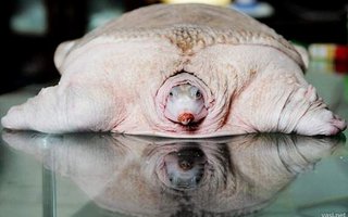 White Wonders of The Animal Kingdom | Nature is a great designer, it always creates something special, like Albino Animals.
Absence of the pigment melanin in the eyes, skin, hair, scales, or feathers. It arises from a genetic defect and occurs in humans and other vertebrates. Because they la