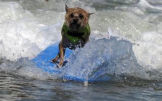 A dog surfing | In early June in San Diego hosted the 6th championship surfing dog.Competition among quadrupeds held on the California beach “Imperial Beach” and was attended by the cream of canine society.