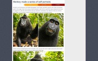 Monkey made a series of self portraits | During his visit to Indonesia, the British photographer David Slater, went with a guide to one of the local national parks. In the jungle, Slater met a group of black macaques, which with he spent three days. Animals did not show any aggression, and one o