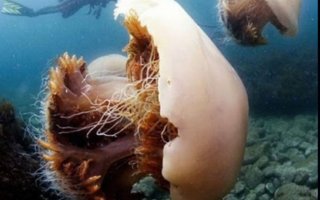 Invasion of huge jellyfishes in Japan | Coast of Japan attacked the hordes of giant jellyfish. It is likely they agreed with Greenpeace. And they themselves , local residents say that they have never seen a jellyfish this huge
