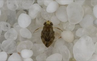 Laulava penis | Hyönteinen hieroo penistään vatsaansa ja saa näin aikaan melkein 100db äänen