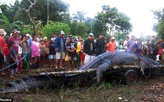 Villagers capture world’s largest crocodile | Measuring 21ft from snout to tail, the massive creature is the largest crocodile captured alive in recent years.
