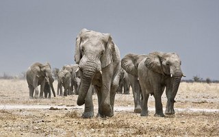 Top 10 Facts of the Elephants | Elephants are the largest living land animals on Earth today.