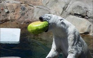 Looney Bears | Fantastic photo collection of funny bears. They just do not want to live ordinary bear life, and why they should? This way is much funnier!