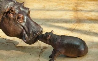 Cute baby hippo and his mom | This cute baby hippo was born on October 23 in Berlin Zoo.
