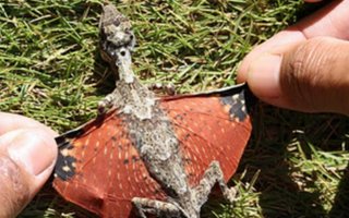 tosielämän Dragon löydetty Indonesiassa | tosielämän Dragon löydetty Indonesiassa