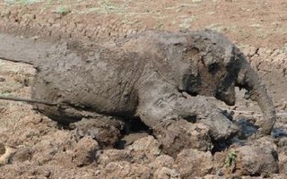 The Sensational Rescue of Elephants from a Mud Lagoon | The lives of these two elephants, a baby and its mother, could have ended if workers from South Laungwa Conservation Society didn’t try to help and free the trapped animals.