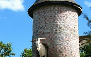 Tower Built For Goats | The domestic goat (Capra aegagrus hircus) is a subspecies of goat domesticated from the wild goat of southwest Asia and Eastern Europe. 