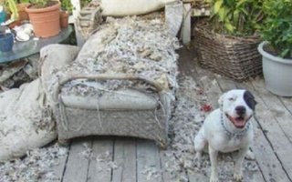 Demolition Dogs | No matter how adorable dogs can be, they still have tendencies to chew things to pieces. Inside, you’ll see a selection of photos of little pooches ruining various things.