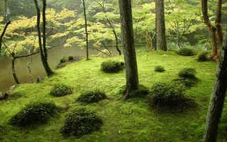 Garden moss Saiho-ji. Japan | Garden moss Saiho-ji. Japan