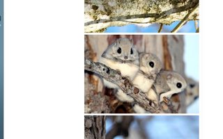 Feel the Cuteness | The Momonga is a type of flying squirrel.