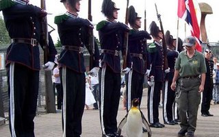 Penguin Becomes a 'Sir'  | Norway has bestowed one of its most prestigious military honors at a ceremony in Edinburgh - on a penguin. The king penguin, known as Nils Olav, has been promoted to the rank of honorable regimental sergeant major. The bird is the first to hold the rank i