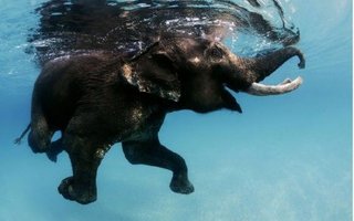 Rajan the Last Swimming Elephant | Elephants love water and hosing themselves down to keep cool, but it is very unusual to see an elephant swimming in the sea. ...