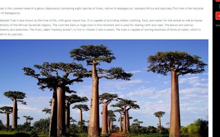 Tree of life | Tree of life - Baobab tree, king of Madagascar