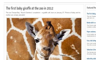 The first baby giraffe at the zoo in 2012 | The zoo Tampa Bay, &quot;Busch Gardens&quot; completion - a giraffe calf, born on January 27