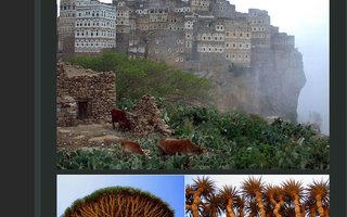 Amazing Alien-looking Socotra Island  | Socotra, also spelled Soqotra, is a small archipelago of four islands in the Indian Ocean.