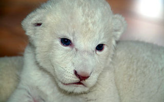 Etelä-Afrikassa syntyi valkoinen leijonanpentu