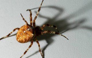 Varo tätä hämähäkkiä Suomessa  | Kookas banaanilaatikon mukana ulkomailta tullut 45cm x 68cm hämähäkki iskee nukkuviin yöllä.