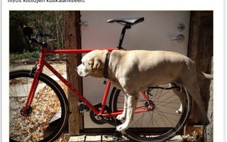 Koirajoppari | Koira pyörän kyytiin