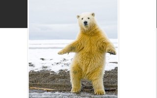 Polar bear loves disco | This one year old polar bear was captured swinging its hips and striking poses uncannily reminiscent of John Travolta in the 1977 disco classic Saturday Night Fever.